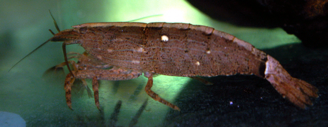 moluccensis 010